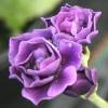 Auricula Lincoln Charm - Abriachan Nurseries